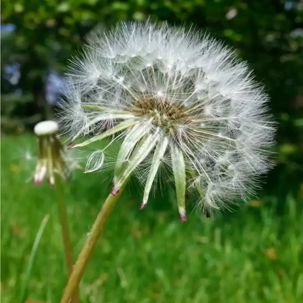 Organic Dandelion Whisps Seeds